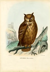 Gufo reale eurasiatico, 1863-79
